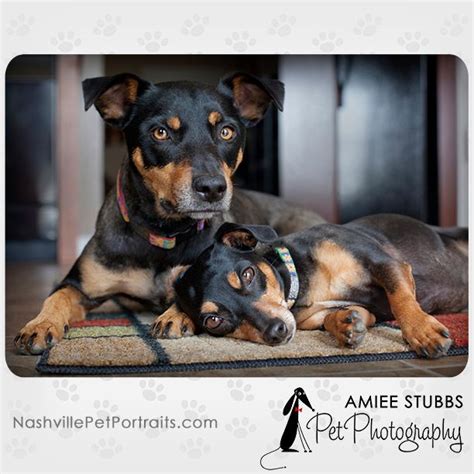 Manchester Terrier Mix And Min Pin Mix Dog Photography © Amiee Stubbs