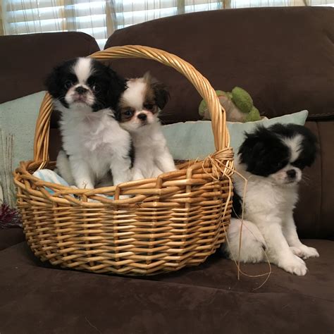 Japanese Chin Puppies For Sale Bradenton Fl 305111