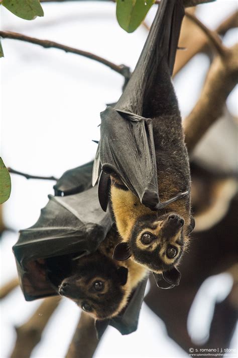 Spectacled Flying Fox Cairns Australia Flyingfox Bats Nature