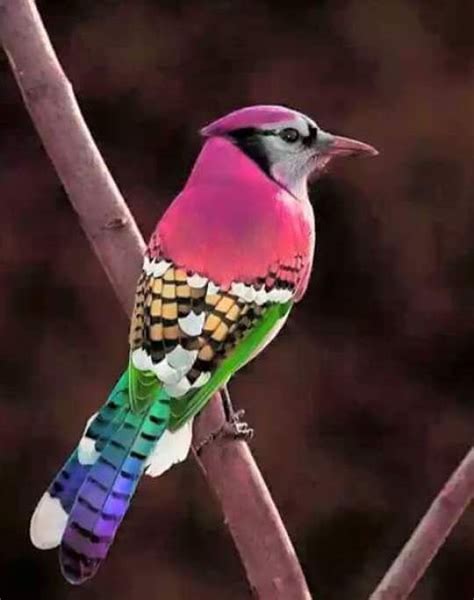 Foto De Un Precioso Pajaro Descargar Gratis Pájaros Bonitos Aves