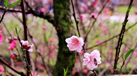 Wallpapers Wallpaper 20 Asian Cherry Blossom Flower