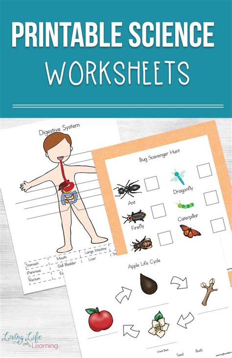 printable science worksheets  kids science worksheets preschool