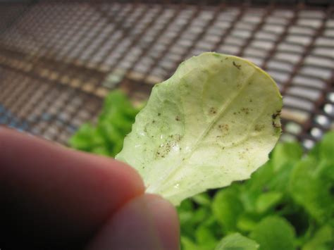 Also know, where did the black spot come from? This Week on the Farm 4/29 - Burr Oak Gardens, LLC