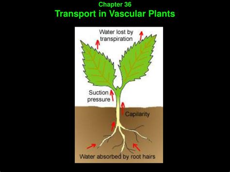 Ppt Chapter 36 Transport In Vascular Plants Powerpoint Presentation
