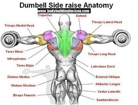 Parts of the right shoulder blade: Dumbbell Side Laterals | Shoulder workout, Muscle anatomy, Bodybuilding workouts