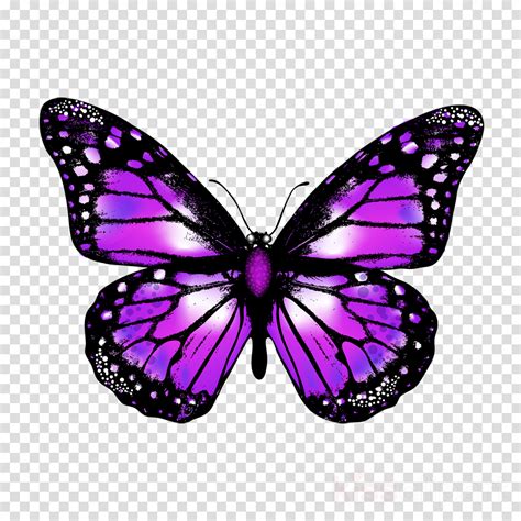 Break it down into steps to keep it fun and easy. Download Monarch Butterfly Drawing