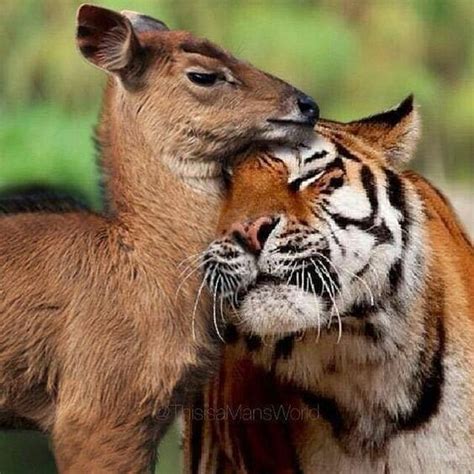 Tiger And Deer Unlikely Animal Friends Unusual Animals Animals