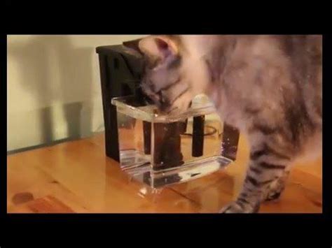 Use an aquarium filter to make a water fountain for your cat! Do it yourself cat water fountain on the cheap with no tools. | Cat water fountain, Water ...