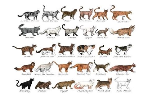 Cat Breed Print Cat Breed Poster Poster Of Cat Breed Cat Beed Wall