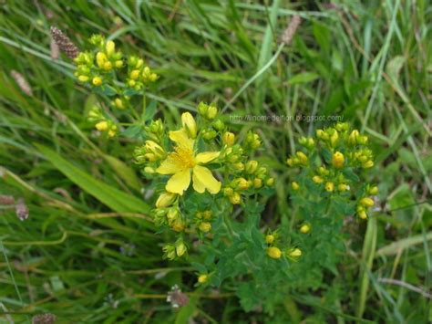 Papaveri e fiori gialli di campo che insieme disegnano paesaggi da cartolina; In nome dei fiori: Iperico: fiori gialli e foglie bucherellate