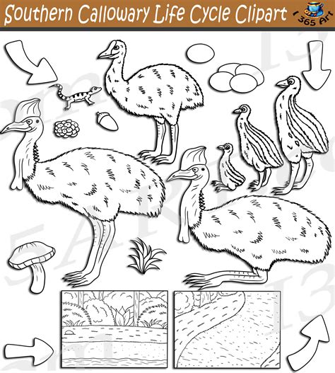 Southern Cassowary Life Cycle Clipart Set Download Clipart 4 School