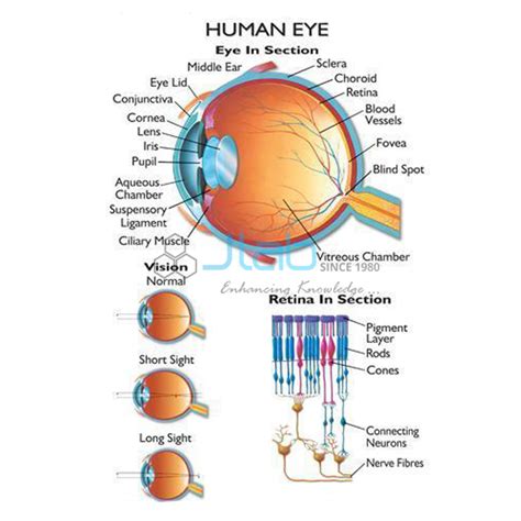 Human Eye Chart India Albania Tirane Algeria Algiers Andorra