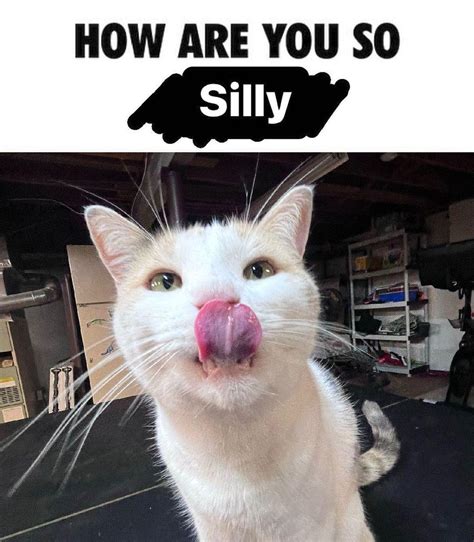 How Are You So Silly Silly Cats Know Your Meme