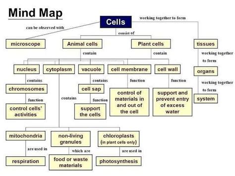 Mind Map For Cell Organs And Their Functions Edurev Neet Question