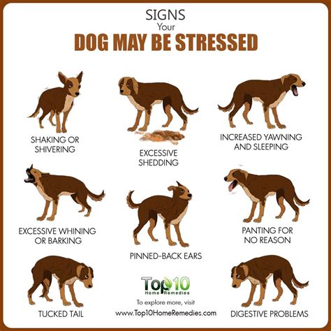 Top 10 Signs Your Dog May Be Stressed Top 10 Home Remedies