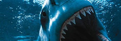Dreadful Sharks Free Screensaver Windows 10 Download