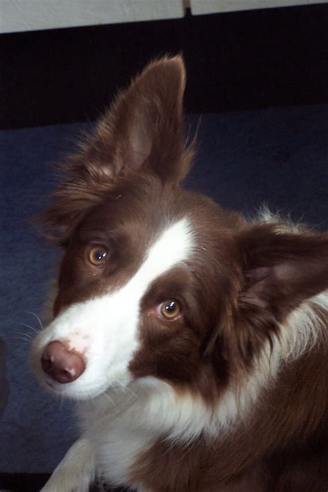 My Dream Dog A Red And White Border Collie Collie Dog Collie Border