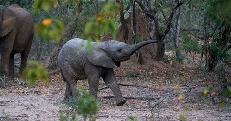 11 Fun Facts About Baby Animals to Make You Smile! - Goodnet