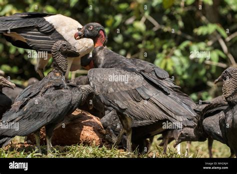 King Vulture Sarcoramphus Papa Juvenile Bird Feeding At Carcass Laguna De Lagarto Costa Rica