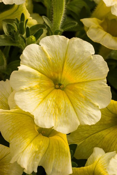 Easy Wave Yellow Petunia Plant Library Pahls Market Apple Valley Mn