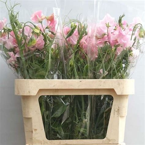 Sweet Peas Sunshine Pink Extra 80cm Is A Sweet Scented Pink Cut Flower
