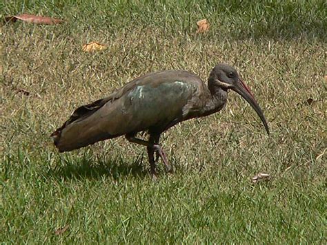 Picture 4 Of 5 Ibis Threskiornithidae Pictures And Images Animals