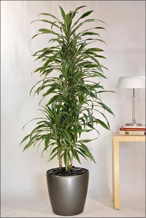 Tall Indoor Plants That Are Beautiful And Easy To Maintain