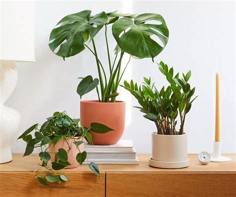 The Best Indoor Plants According To Plant Experts
