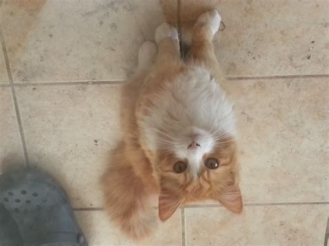 Looking for fluffy kitten carlow area good home. Cat Free To Good Home | For Sale VIC: Melbourne