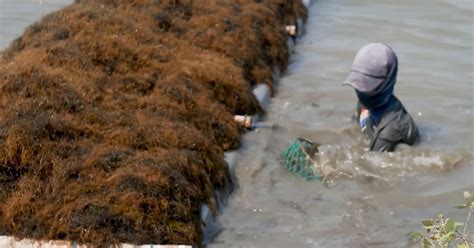 Nama sama gambar ikannya ada yang ngga sesuai gan. Melek Perikanan: Dasar Akuakultur Atau Aquaculture ...