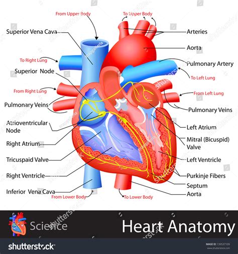 Easy To Edit Vector Illustration Of Anatomy Of Heart 139537109