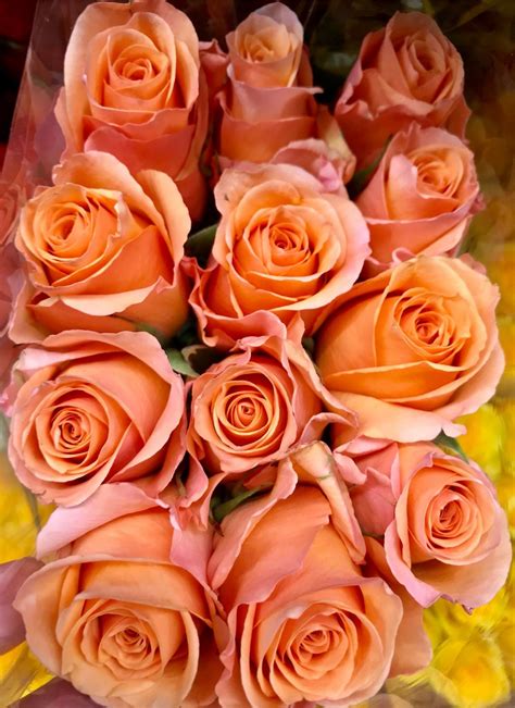 Salmon Roses Can Indicate Enthusiasm Desire And Excitement A