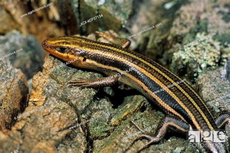 Five Lined Skink Eumeces Fasciatus Male Stock Photo Picture And