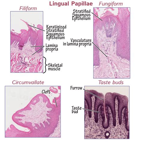 Histology Glossary Lingual Papillae And Taste Bud Histology Draw It To