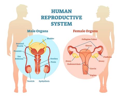 Diagrama De Ilustraci N Vectorial Del Sistema Reproductivo Humano