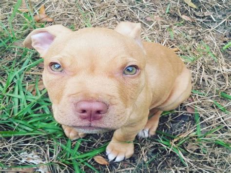 5 pitbull and beagle cross puppies for sale. Pitbull Beagle Mix - 10 Facts About The Beagle Bull You Would Love to Know ⋆ American Bully Daily