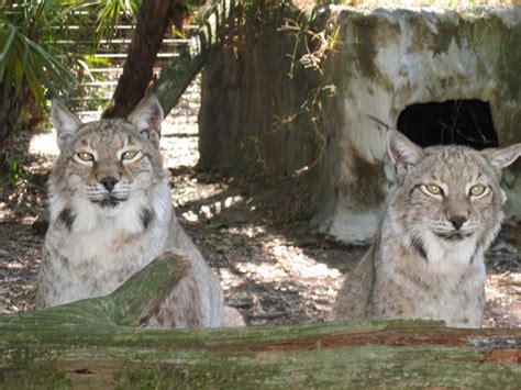 She is a very talkative cat and loves to listen to us humans play the piano. Kanawha | Big Cat Rescue