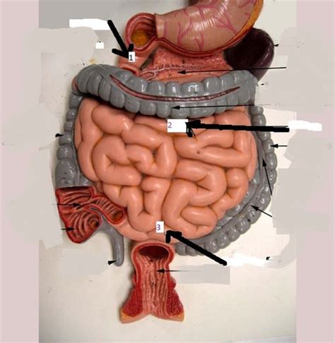 Digestive System Flashcards Quizlet