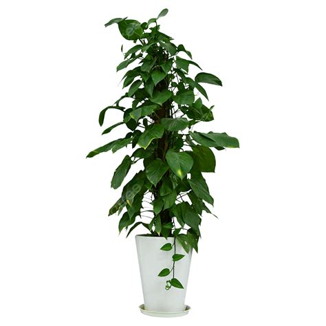 Large Indoor Green Plants Potted Plants, Plant Clipart, Potted Plants gambar png