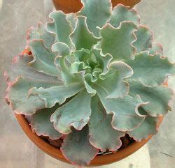 Any ideas what kind of cactus will grow fast and large and will grow indoors in the 6a zone. Echeveria 'Curlylocks' - frilled, pale turquoise foliage ...