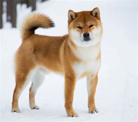 Akita Vs Shiba Inu Which Native Japanese Dog Is The Best
