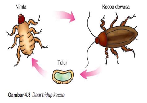 Mewarnai gambar hewan, mewarnai gambar, gambar mewarnai, gambar hewan, hewan, sketsa hewan, download mewarnai gambar hewan, gambar, mewarnai. KAPUAS BUNGA BANGSA: Metamorfosis