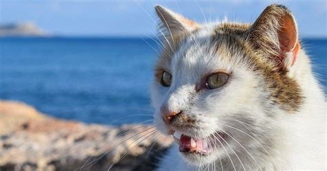 ¿Por qué los gatos abren la boca cuando huelen algo? | Mascotas
