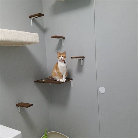 They are great products if you only use one or. Elevated Cat Feeder & Stairs Set Wall Mounted Cat Food ...