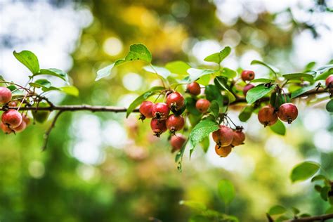 Our team are happy to help. Fructus Malus sylvestris - Wild Apple (Crabapple ...