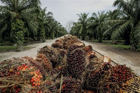 Palm oil fruit malaysia is the world's biggest palm oil producer and exporter, and its companies are also big players in neighboring indonesia, another the malaysian palm oil association represents 40 percent of the country's growers. Oil palm plantation to remain operational - The Malaysian ...