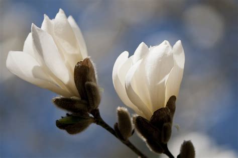12 Common Species Of Magnolia Trees And Shrubs