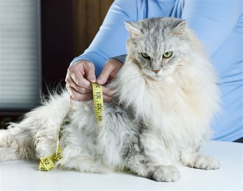 Geriatric cats are at increased risk for metabolic disorders such as hyperthyroidism, diabetes and chronic renal failure. Excessive Thirst in Cats - Cat Appy