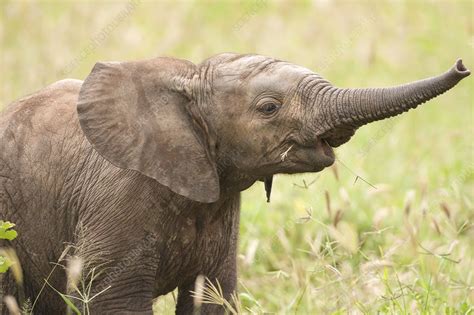 African Elephant Loxodonta Africana Stock Image F0106657 Science