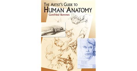 The Artists Guide To Human Anatomy By Gottfried Bammes
